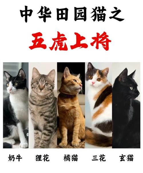五年算不算老猫，五岁猫需多关照，健康饮食防病痛