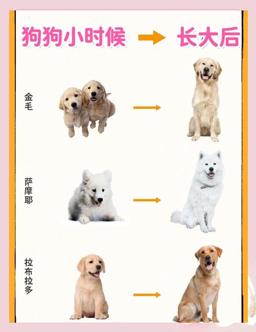 狗狗的一生,忠诚守护,一生陪伴 狗狗的一生,忠诚守护,一生陪伴