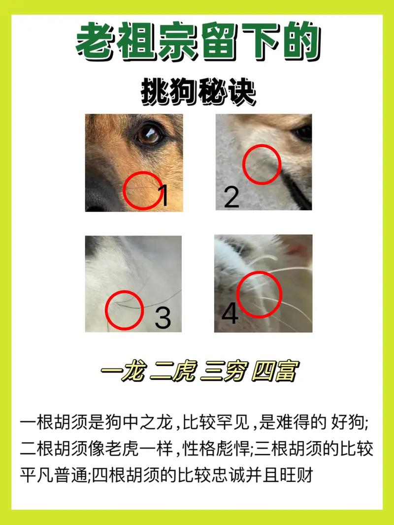 选狗的4大忌口诀,警惕!买狗别冲动,健康性格最重要! 选狗的4大忌口诀,警惕!买狗别冲动,健康性格最重要!