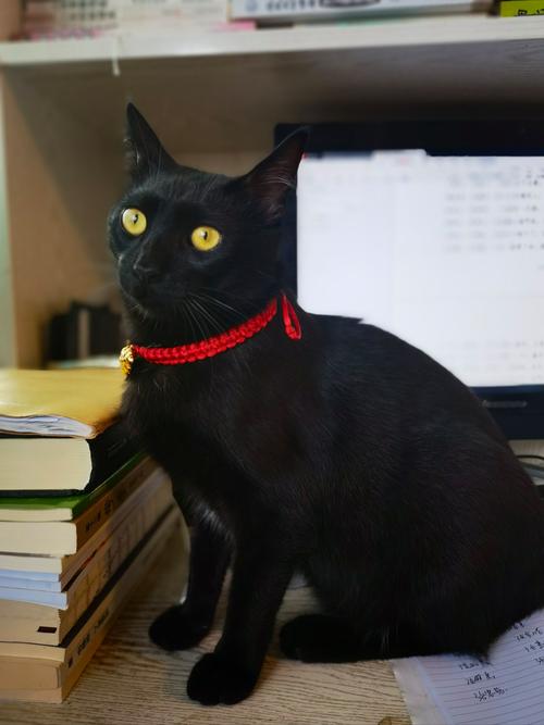 一身骄傲养猫的黑背，王大小姐美又肉，黑猫高冷需温暖，别太骄傲接受不完美