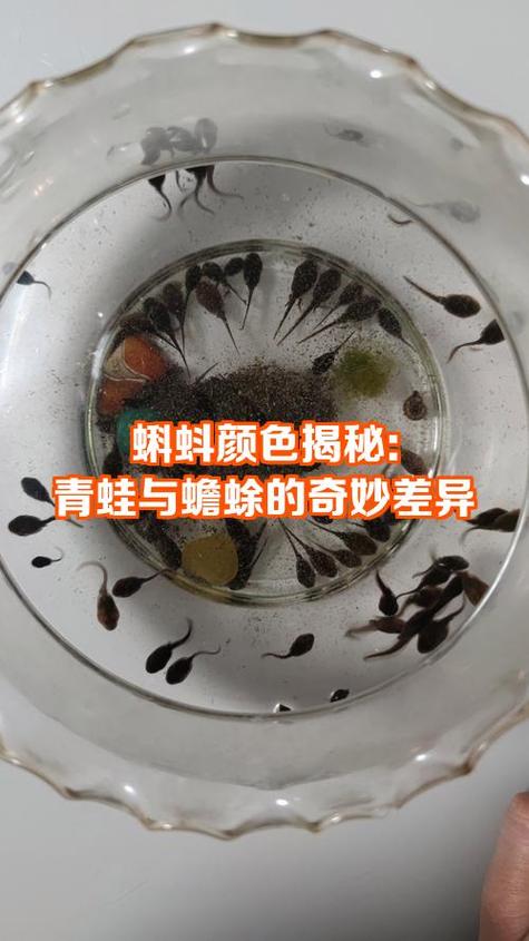 大鲵蝾螈蟾蜍都属于两栖动物，水陆两栖真奇妙