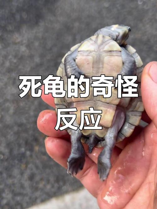 乌龟翻过来会死吗，乌龟别乱翻，容易翻死或晒伤