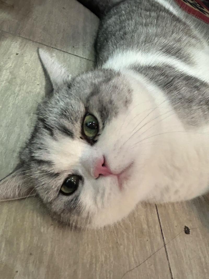 一只猫扔了10年还能租人吗,流浪猫被捡回胖了,但内心渴望爱,提醒养猫需负责 一只猫扔了10年还能租人吗,流浪猫被捡回胖了,但内心渴望爱,提醒养猫需负责