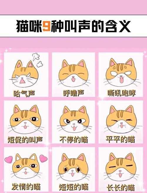 猫叫半夜几点钟要注意，半夜猫叫怎么办？听懂它的小心思！