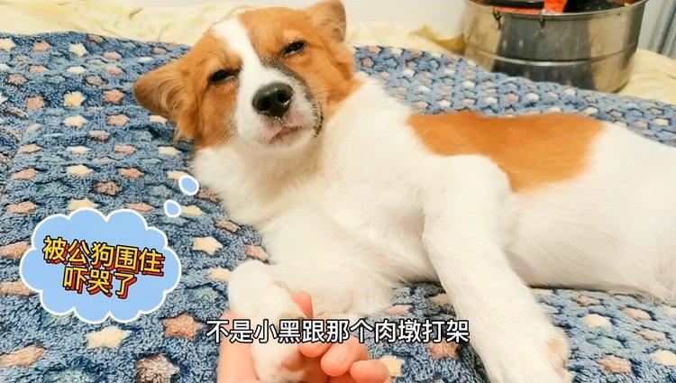 人误食了狗狗发情剂有啥伤害，驱狗药别乱碰，人食有毒！