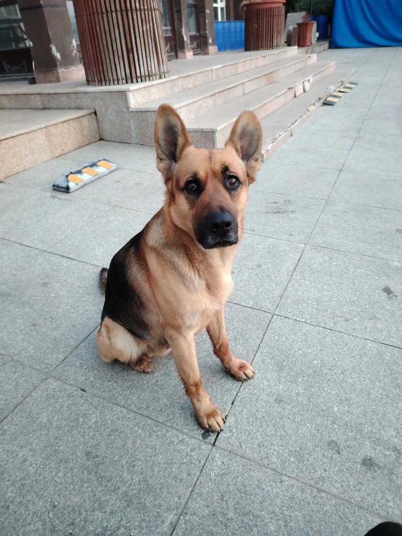 狗看家是本能吗,忠诚护主又省心 狗看家是本能吗,忠诚护主又省心