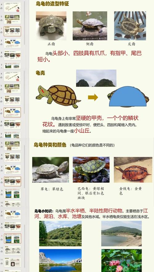 乌龟的速度是多少米每小时，乌龟跑速差别大，慢有慢的好处