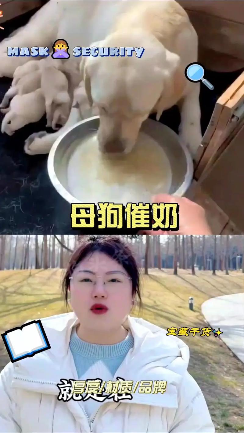 未断奶的幼犬能吃牛奶吗,小奶狗喝奶要注意,母乳专用奶粉最合适 未断奶的幼犬能吃牛奶吗,小奶狗喝奶要注意,母乳专用奶粉最合适