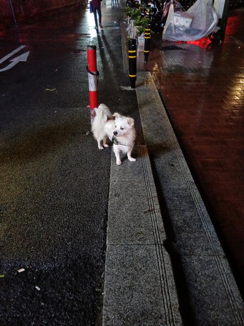 幼犬刚接回家晚上一直叫，新狗不适应晚上乱叫？试试这招！