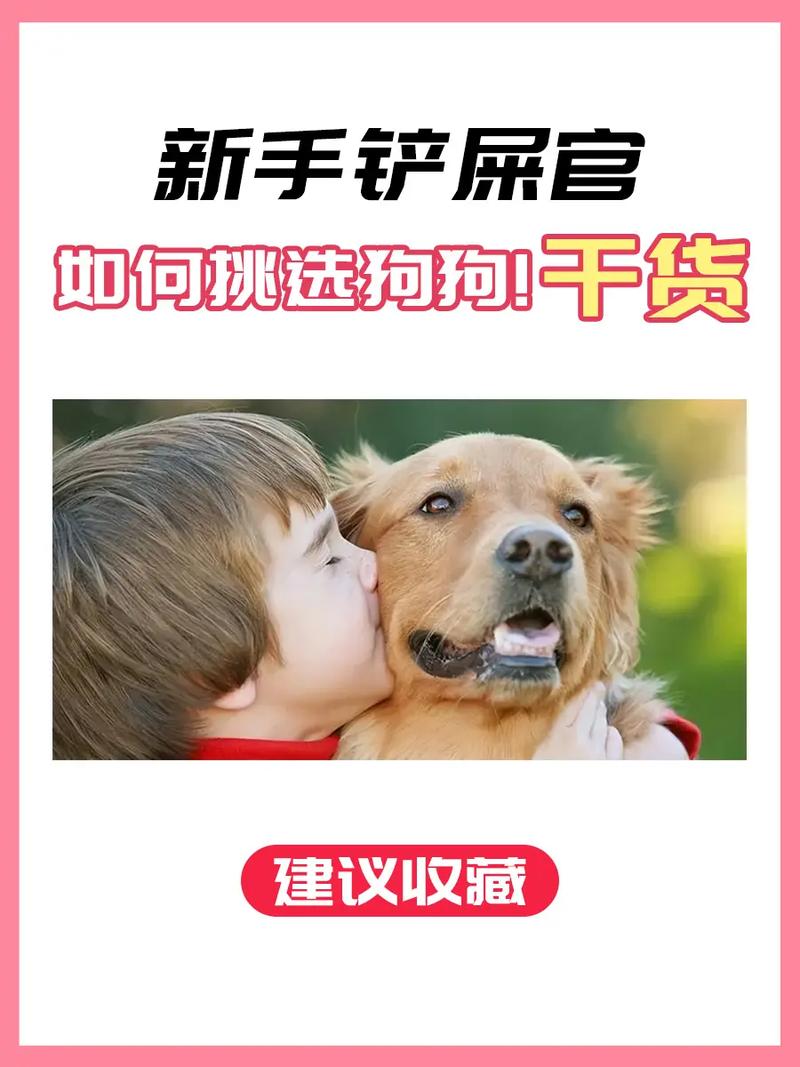 怎么挑小狗最好方法，眼耳鼻屁股肚，健康好狗狗！