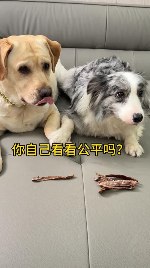 狗狗知不知道主人偏心，别偏心！狗狗超敏感，会察觉主人偏爱谁