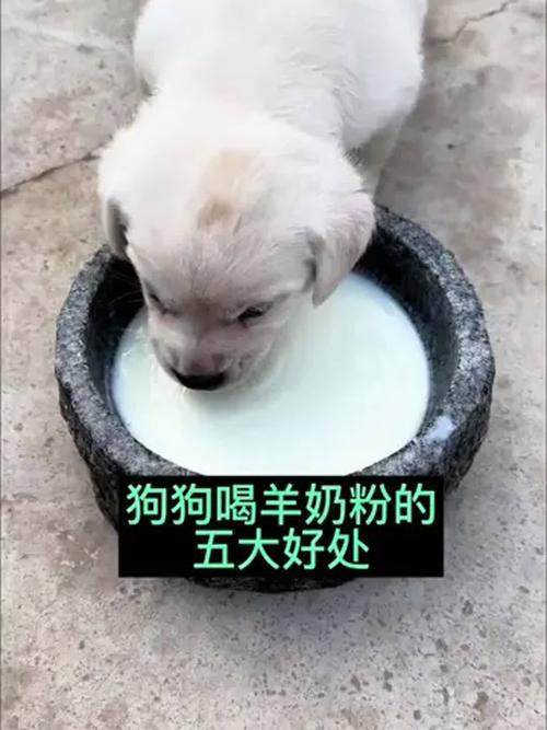 羊奶粉幼犬，羊奶粉能喂小狗吗？适量补充需谨慎！