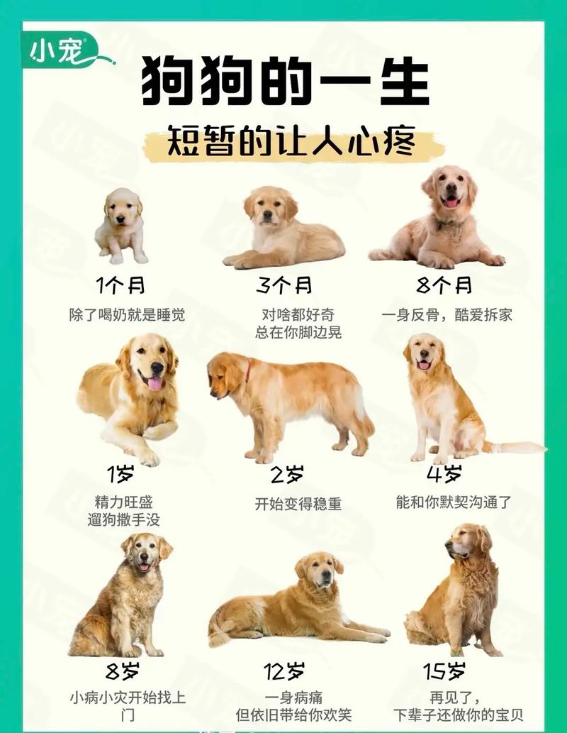 狗狗每个月的生长过程，从幼犬到老狗的暖心陪伴