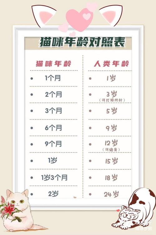 猫5岁相当于人类多大，五岁猫咪似中年，性格稳定爱玩闹