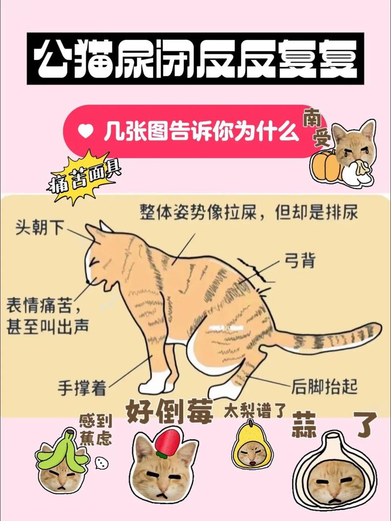 猫尿闭死了还能救活吗，公猫尿闭危险，快送医！