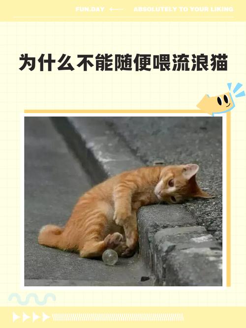 多大的流浪猫不建议收养，流浪小猫领养需谨慎，新手勿冲动