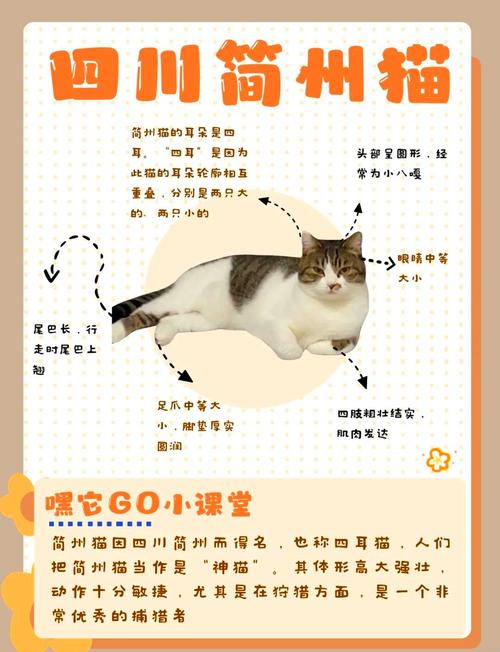 简州猫为什么不建议养，闹腾简州猫，忠心也凶猛，养它需谨慎！