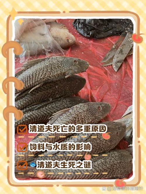 鱼缸养9条鱼清道夫算一条鱼吗,鱼缸清洁工还是入侵物种? 鱼缸养9条鱼清道夫算一条鱼吗,鱼缸清洁工还是入侵物种?