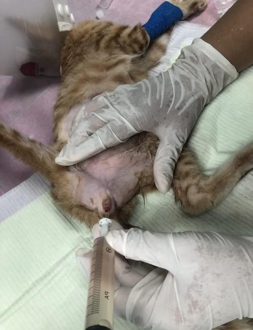 抓了只成年的流浪猫养的熟吗,捡到流浪猫,耐心养,别强求 抓了只成年的流浪猫养的熟吗,捡到流浪猫,耐心养,别强求