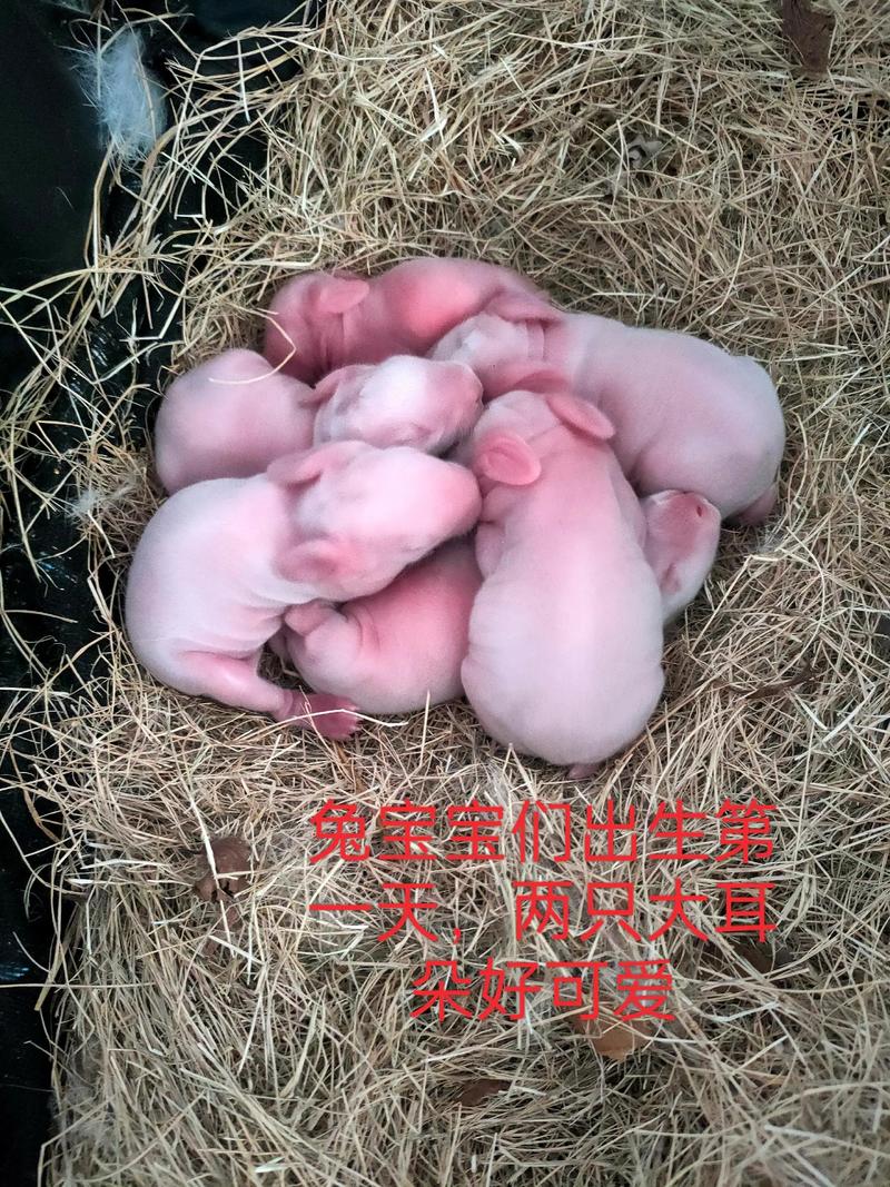 兔子多大才能生小兔子，养兔子别急着繁殖，健康才是王道！