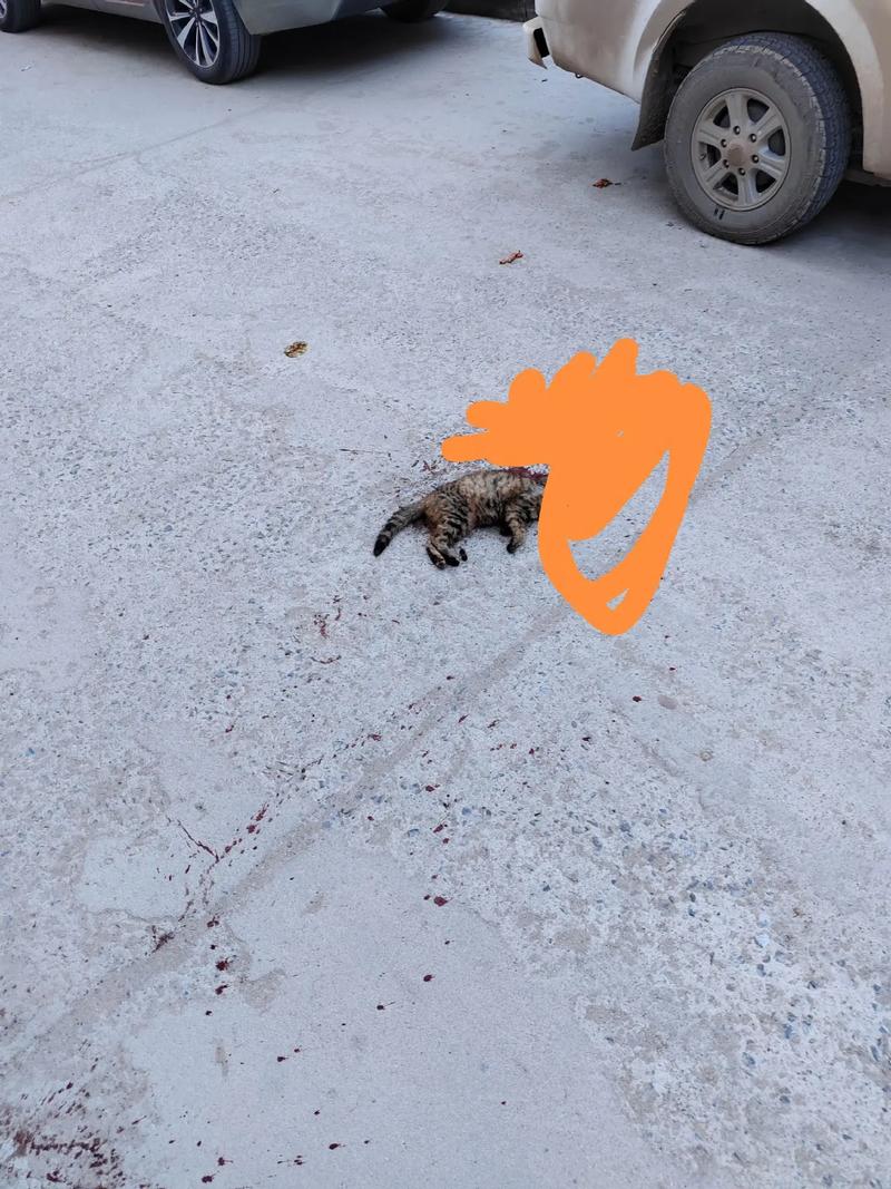 路边的死猫千万别埋，别埋死猫，污染环境，建议火化