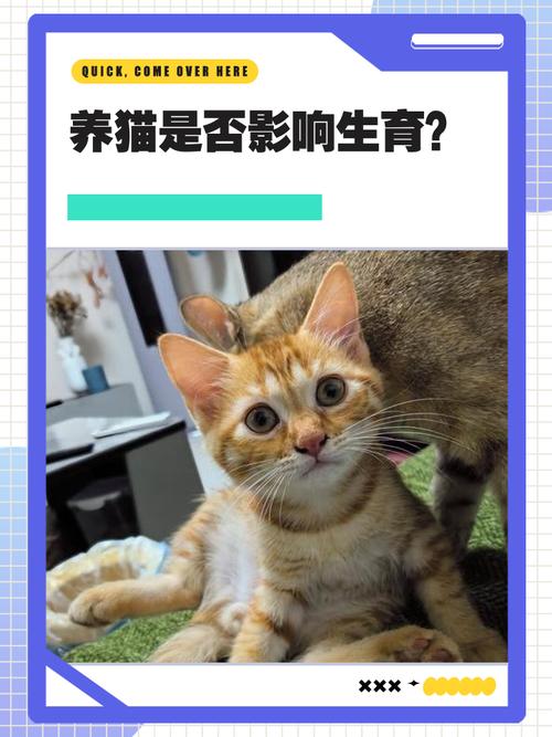 未婚女性养猫会影响生育吗，养猫不影响生育，备孕怀孕注意卫生和弓形虫预防