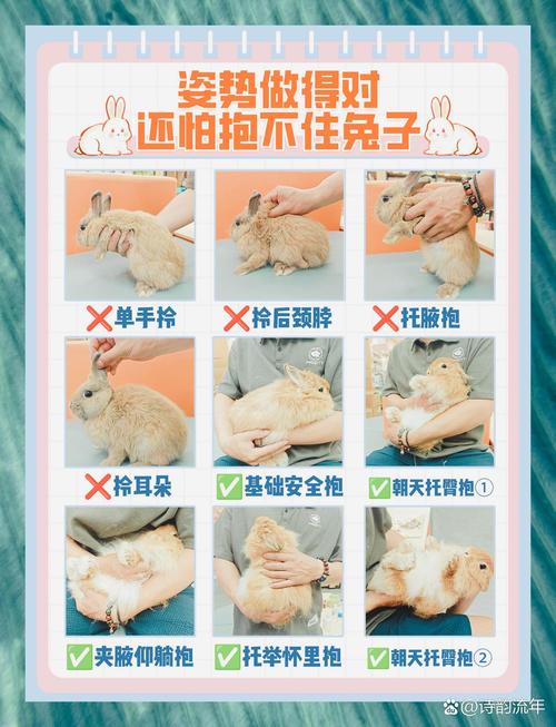 养兔需要注意什么，选对兔种勤照顾，科学喂养责任大
