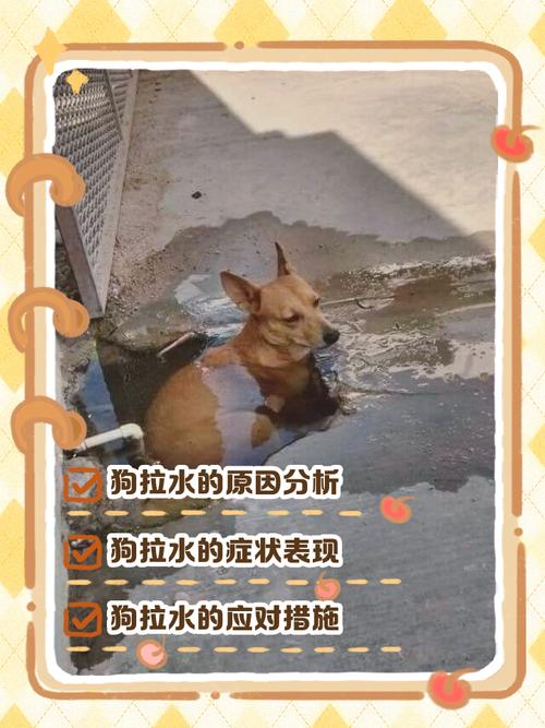 狗的口水对人有害吗,狗口水有细菌病毒要小心 狗的口水对人有害吗,狗口水有细菌病毒要小心