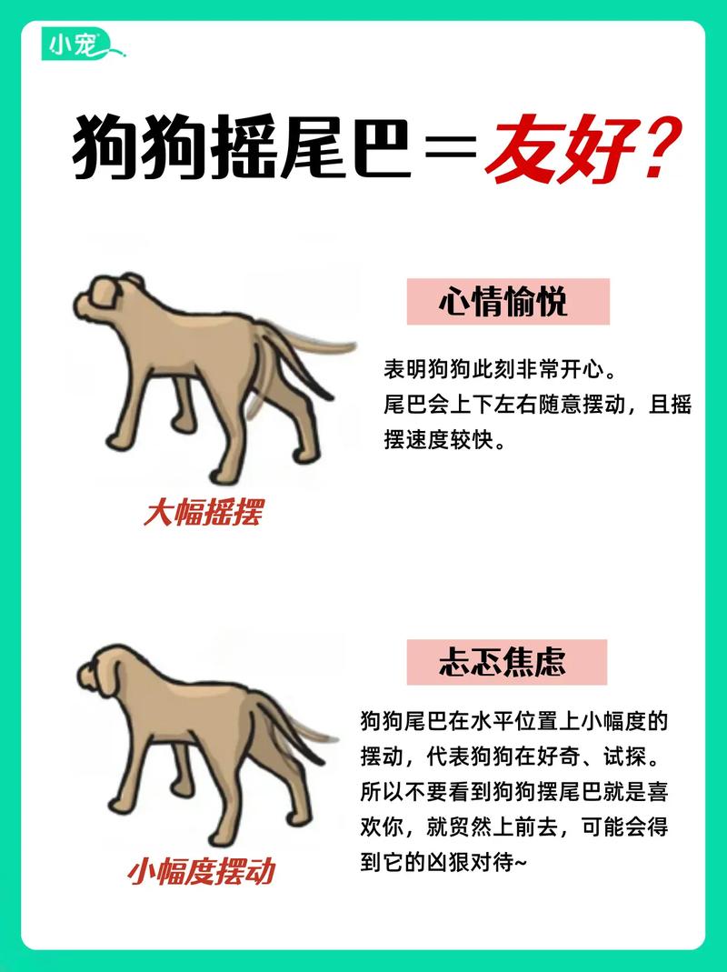 小狗对主人一边叫一边摇尾巴，狗狗边叫边摇尾巴，心情你读懂了吗？