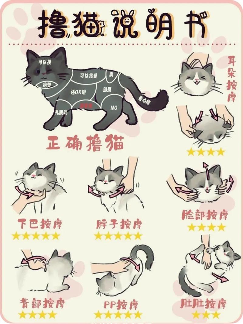 找猫小技巧，走丢橘猫煤球？别慌，教你几招快速找回！