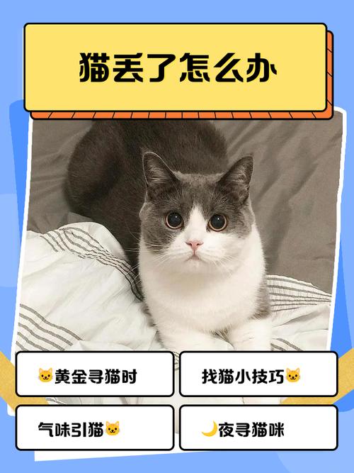 猫晚上跑丢了怎么办,别傻等,多贴信息,坚持找! 猫晚上跑丢了怎么办,别傻等,多贴信息,坚持找!