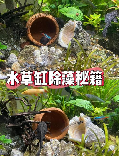 小妙招去除鱼缸内边绿苔，鱼缸爆绿藻怎么办？解决水质光照营养问题