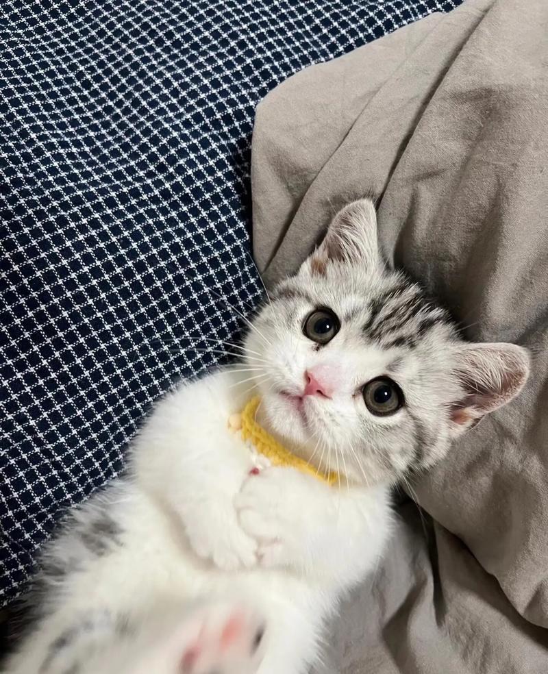 起司猫小猫长大了颜色会变吗，毛色护理与日常照顾