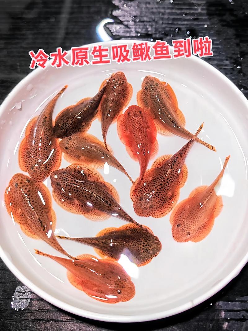 养鱼清洁鱼算不算数量，清道夫管用但懒人省事法？