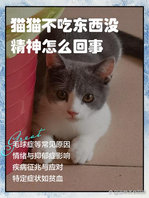 猫咪7天没死是不是就是健康的，自家猫卧床七天，恢复观察要点