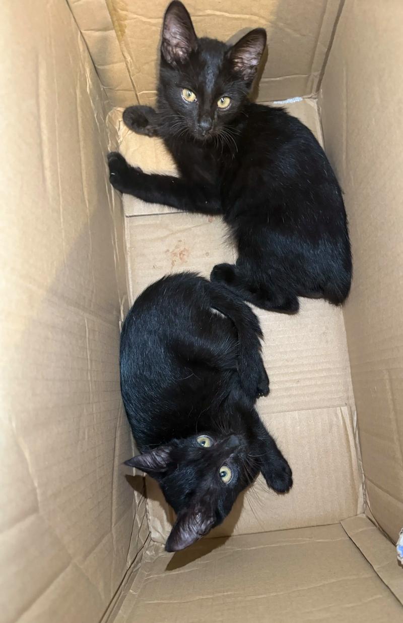 吸猫体质有什么玄学说法,善良的人总被猫咪爱,这说明你是个好人! 吸猫体质有什么玄学说法,善良的人总被猫咪爱,这说明你是个好人!