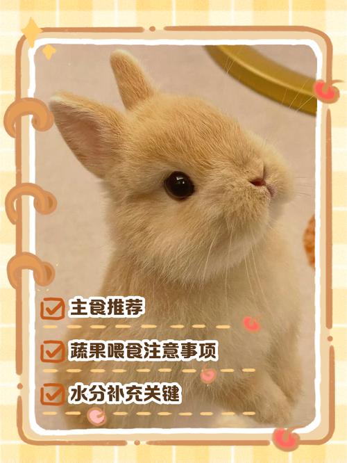 短毛兔吃长毛猫粮会怎么样，家兔勿吃猫粮，肠胃娇气易中毒