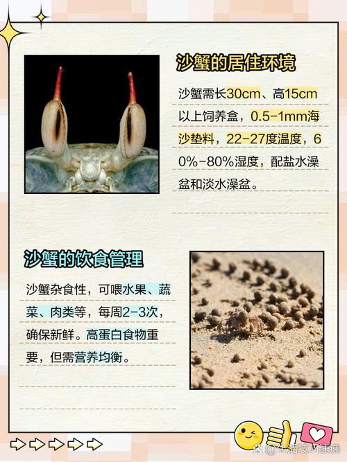 沙蟹怎么养才能活久，细心呵护，打造舒适沙滩家