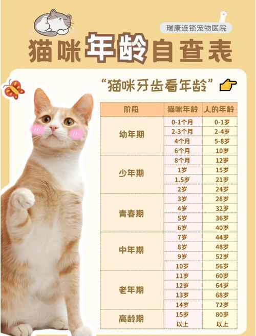 猫咪6年相当于几岁，养猫六年是中年，需细心照料！