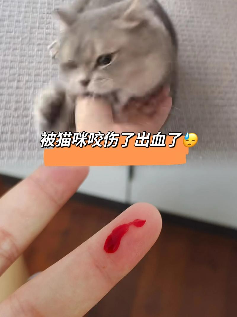 猫咬人但不是真咬，猫咪轻咬是啥意思？它在跟你交流！