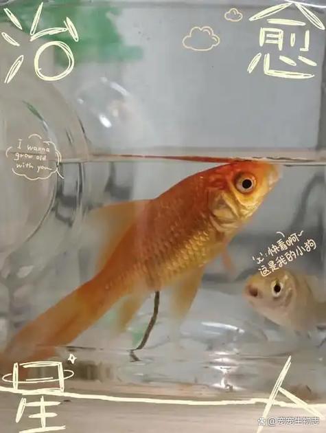 草金鱼几天不喂食会死,金鱼饿不死但别饿,科学喂养长得好 草金鱼几天不喂食会死,金鱼饿不死但别饿,科学喂养长得好