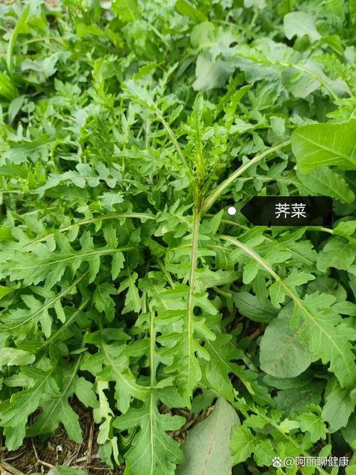 路边的野草兔子能吃吗，喂兔子路边草，好草苜蓿黑麦草，坏草马唐莫喂食
