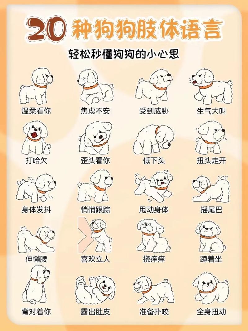 狗狗的三个技能和知识点，从坐下学起，零食奖励效果佳