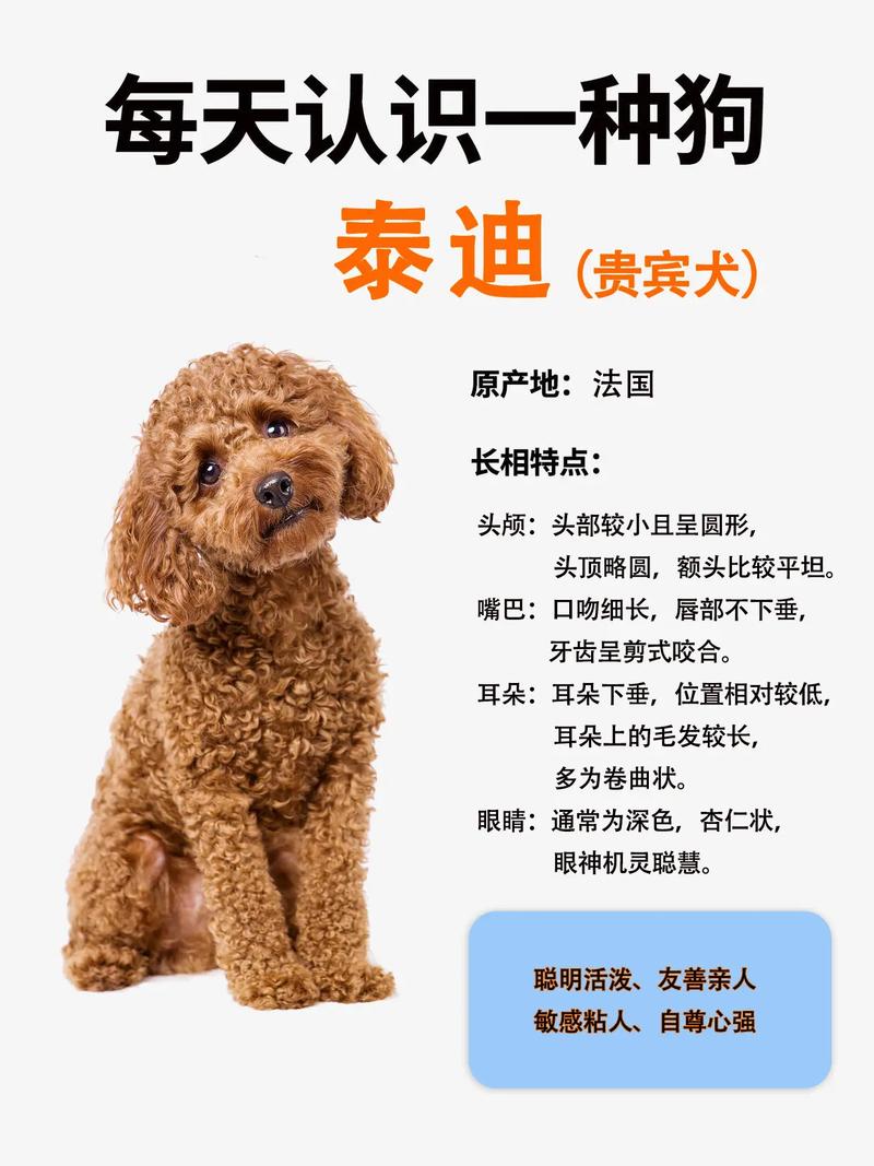 55天的泰迪狗该怎么喂养，泰迪宝宝喂养洗澡护理小贴士