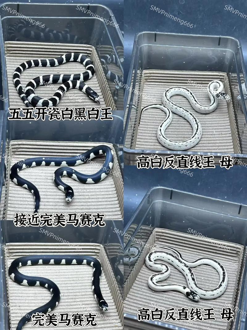 束带蛇和玉米蛇哪个更适合养，新手养宠物蛇，玉米蛇好养，束带蛇水栖需复杂环境