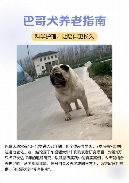 老年犬是指多少岁以上，狗狗老了要照顾，易消化软粮加营养关节补