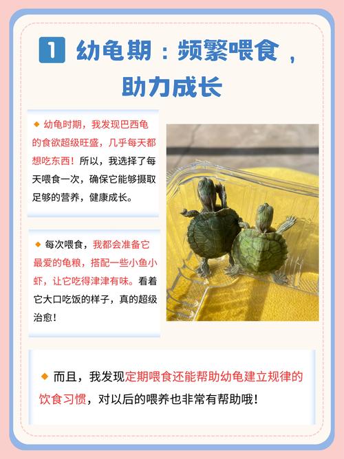 怎么训练巴西龟跟着人走，养巴西龟能跟你建立感情，互动有趣，带来快乐和慰藉