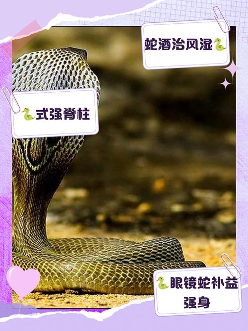 眼镜蛇属于几级保护动物,墨脱眼镜王蛇惊现街头 消防员安全处置 眼镜蛇属于几级保护动物,墨脱眼镜王蛇惊现街头 消防员安全处置