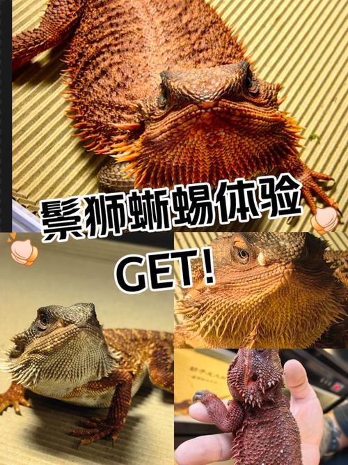 鬃狮蜥喜欢摸哪,温柔互动建立信任 鬃狮蜥喜欢摸哪,温柔互动建立信任