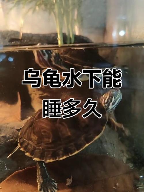 乌龟能一直待在水里吗，乌龟水里陆上都要，健康生活环境好